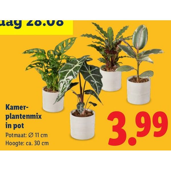Kamerplantenmix in pot