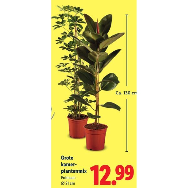 Grote kamerplantenmix