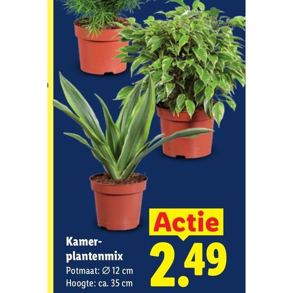 Kamerplantenmix
