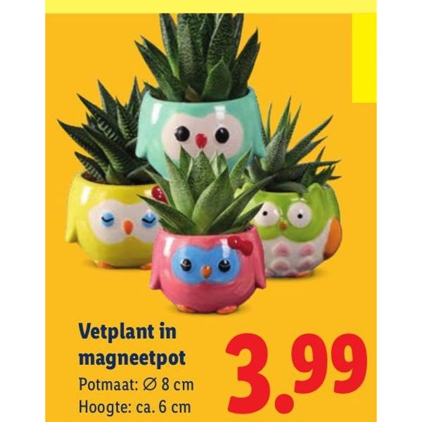 Vetplant in magneetpot