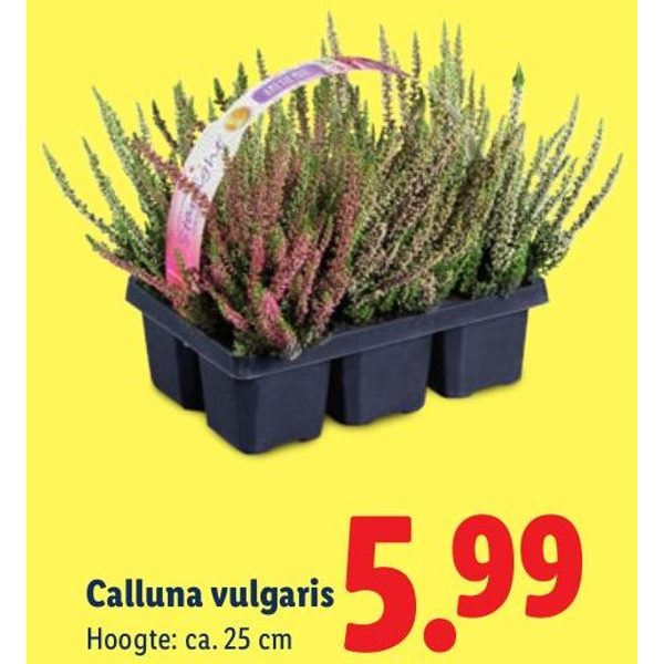 Calluna vulgaris