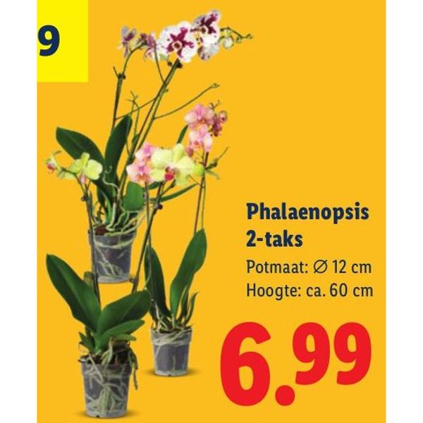 Phalaenopsis 2-taks