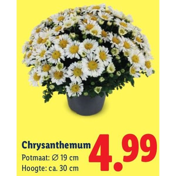 Chrysanthemum