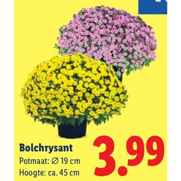 Bolchrysant
