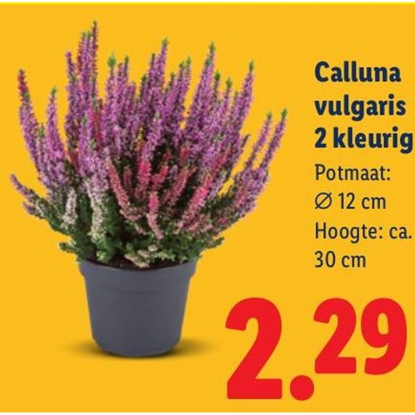 Calluna vulgaris 2 kleurig