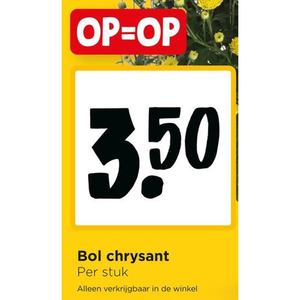 Bol chrysant