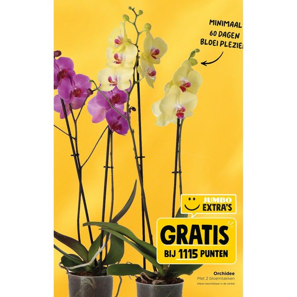 Orchidee