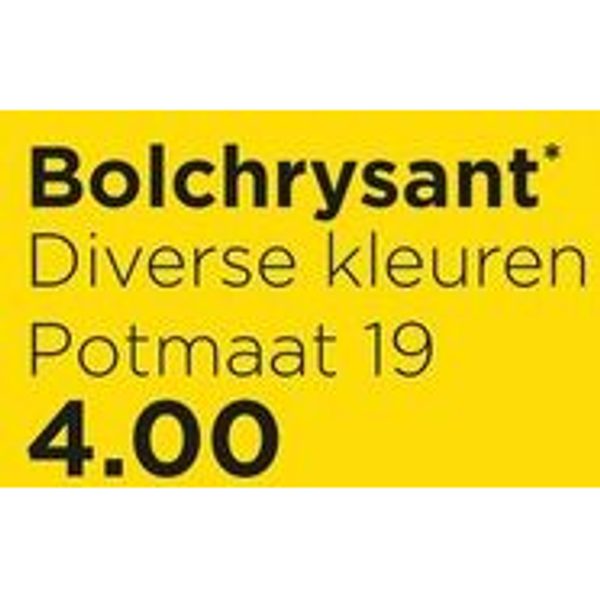 Bolchrysant