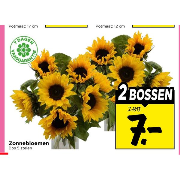 Zonnebloemen