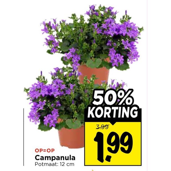 Campanula