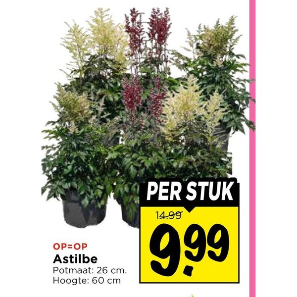 Astilbe