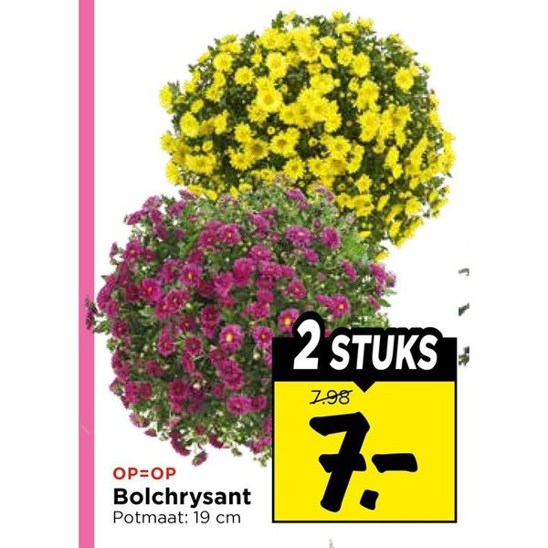 Bolchrysant