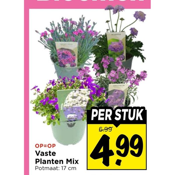 Vaste Planten Mix