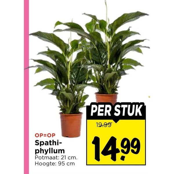 Spathiphyllum