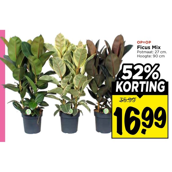 Ficus Mix