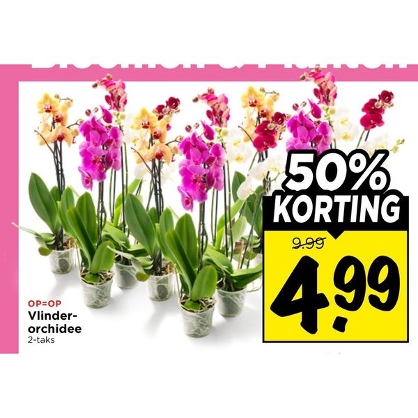 Vlinder-orchidee