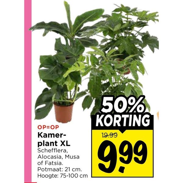 Kamerplant XL