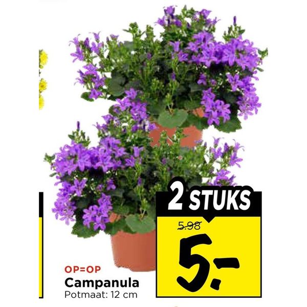 Campanula