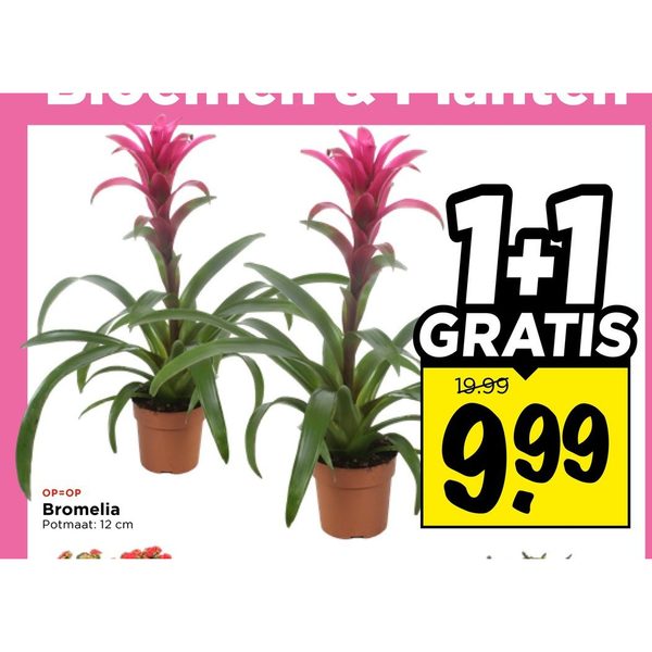 Bromelia