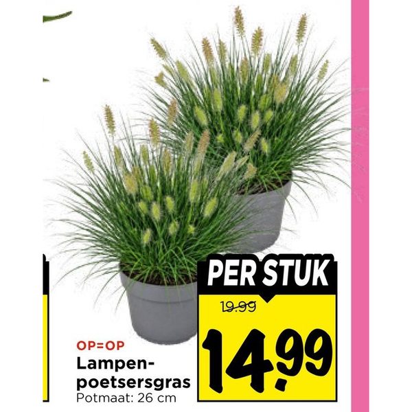 Lampenpoetsersgras