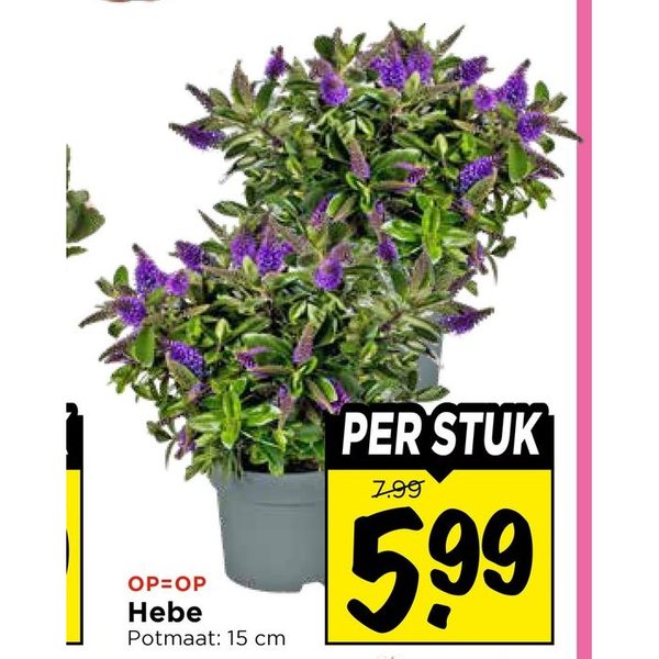 Hebe
