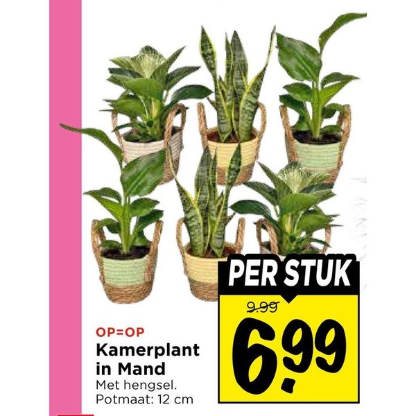 Kamerplant in Mand