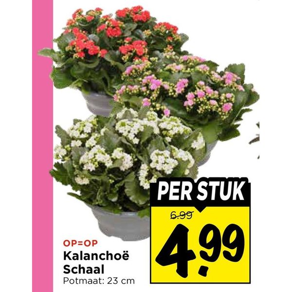 Kalanchoë Schaal