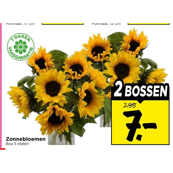 Zonnebloemen
