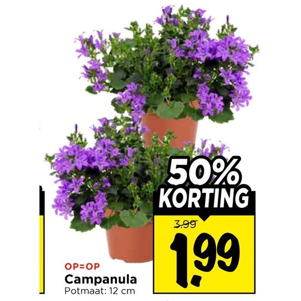 Campanula
