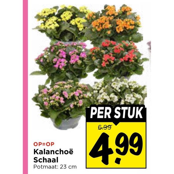 Kalanchoë Schaal