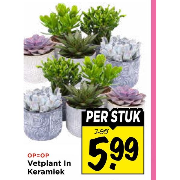 Vetplant in Keramiek