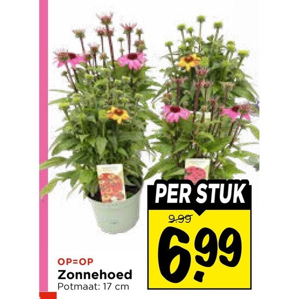Zonnehoed