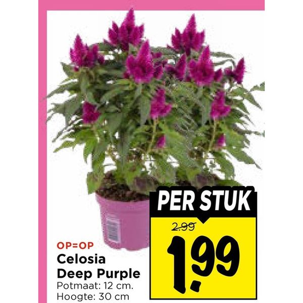 Celosia Deep Purple