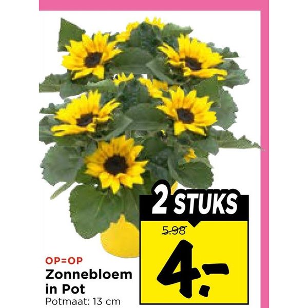 Zonnebloem in Pot