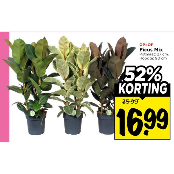 Ficus Mix