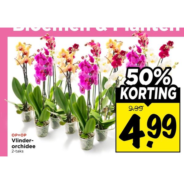 Vlinder-orchidee