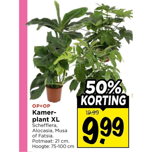 Kamerplant XL