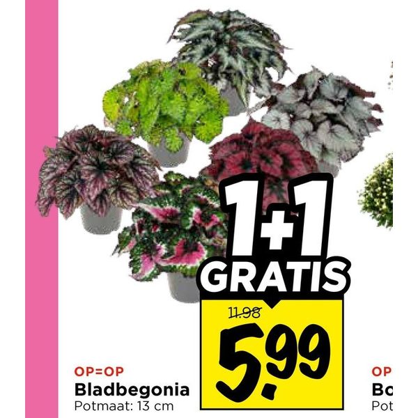 Bladbegonia