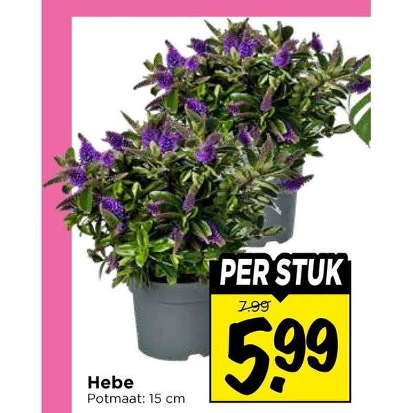Hebe