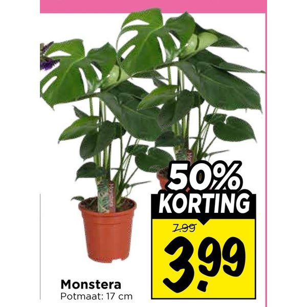 Monstera