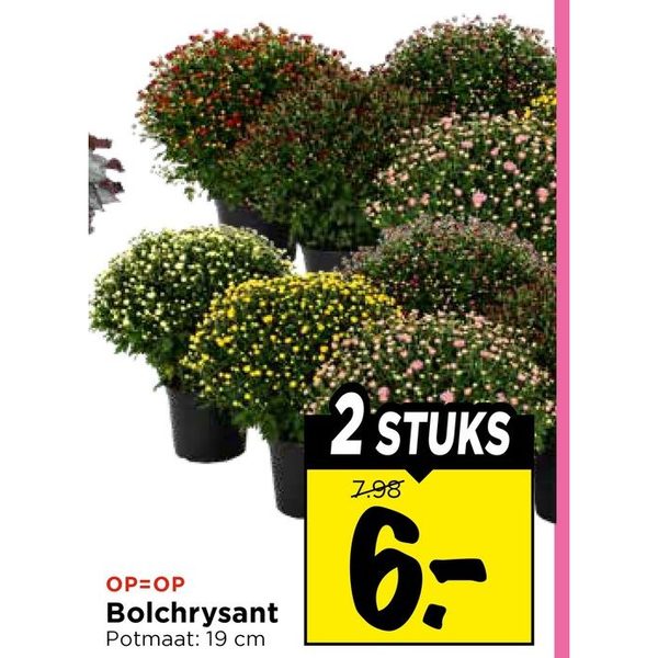 Bolchrysant
