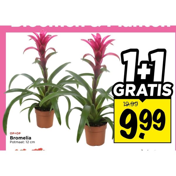 Bromelia