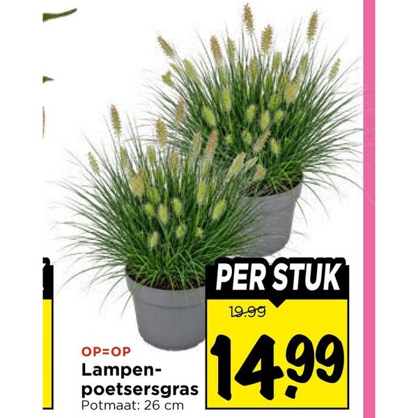 Lampenpoetsersgras