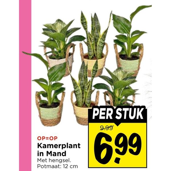 Kamerplant in Mand