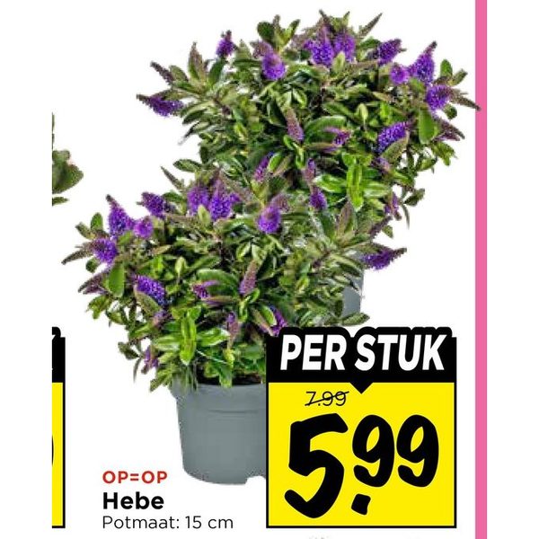 Hebe