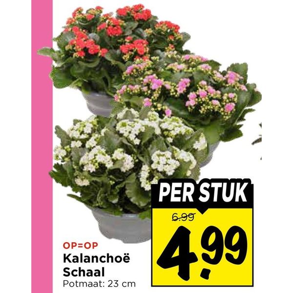 Kalanchoë Schaal