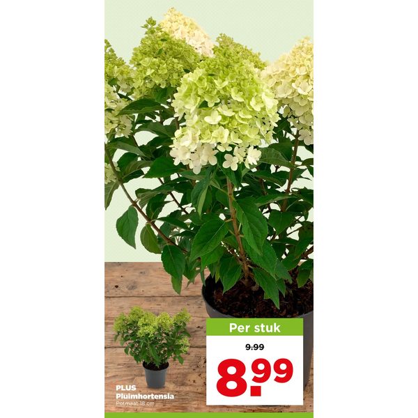 Pluimhortensia