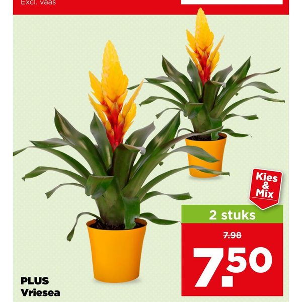 PLUS Vriesea