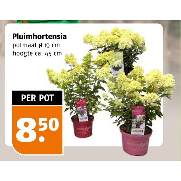 Pluimhortensia
