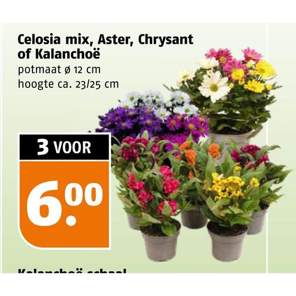 Celosia mix, Aster, Chrysant of Kalanchoë